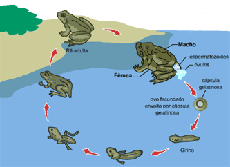 Fertiliza O Externa