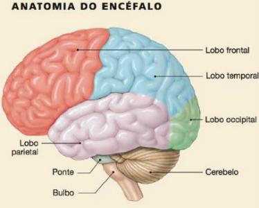 Resultado de imagem para EncÃ©falo